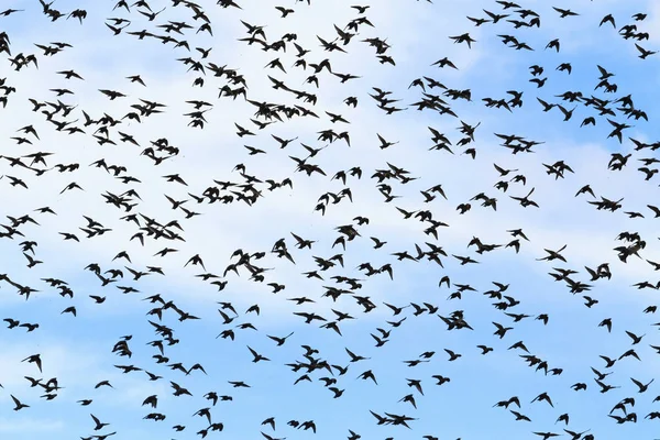 Starlings 거 대 한 떼 남쪽 마이그레이션 — 스톡 사진