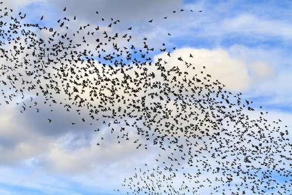 Huge flocks of starlings in the sky with clouds