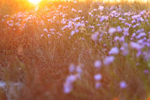 Flores do outono no pôr do sol — Fotografia de Stock