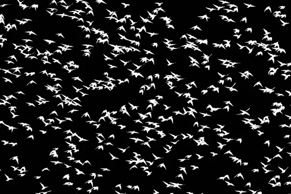 Estorninos volando sobre un fondo negro — Foto de Stock