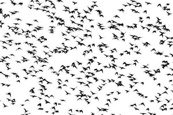 beyaz bir arka plan Starlings anında
