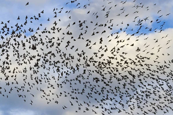 Estorninhos no céu com nuvens — Fotografia de Stock