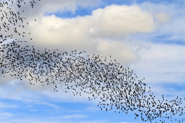 하늘에 새 들에서 토네이도 — 스톡 사진