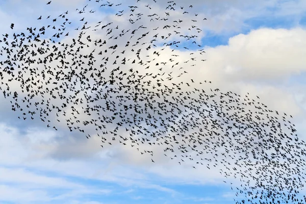 Tornade d'oiseaux dans le ciel avec des nuages — Photo