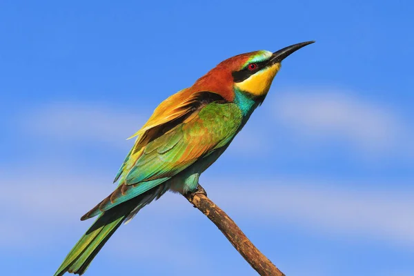 Vogel mit bunten Federn — Stockfoto