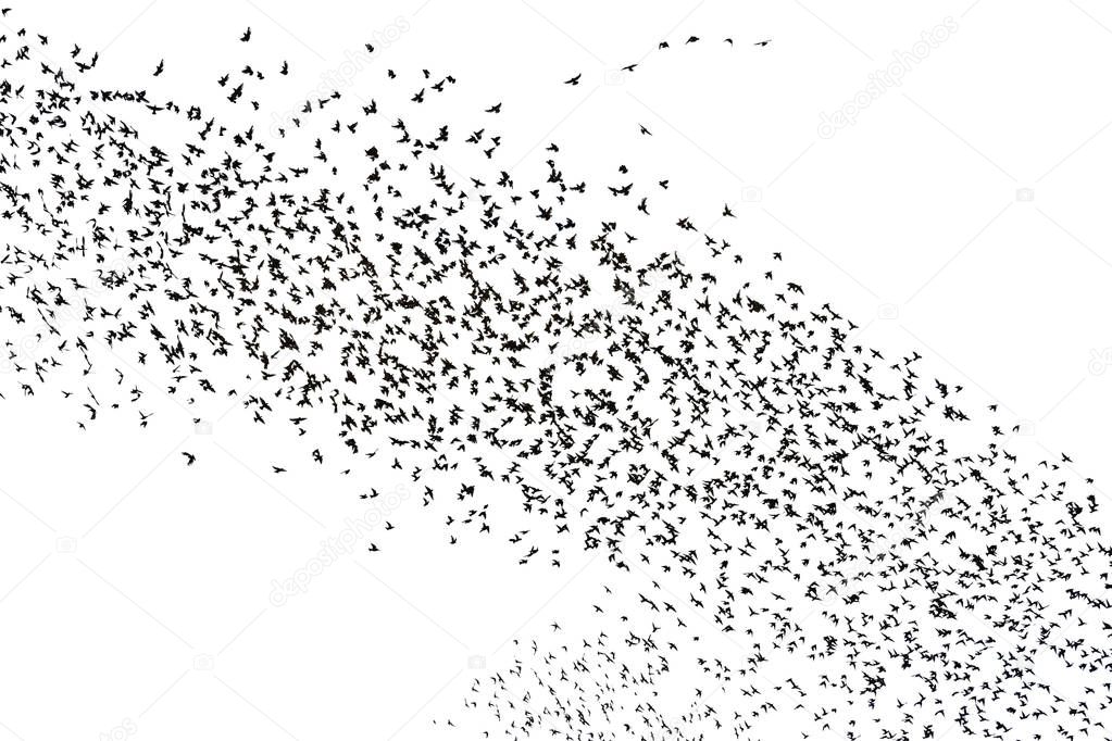 Huge flocks of starlings on white background