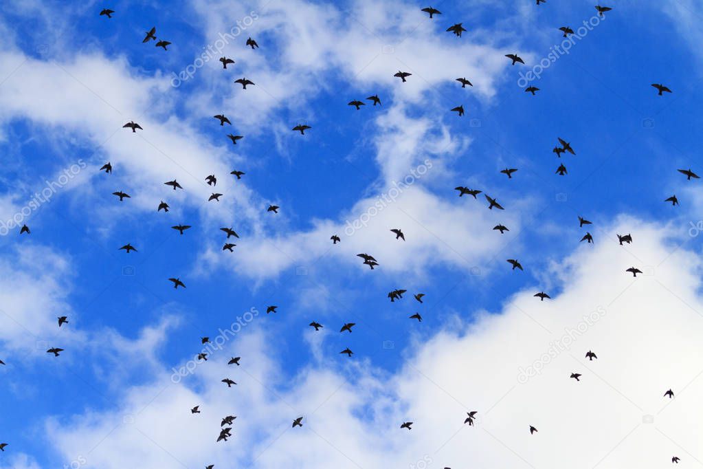 starlings fly in the autumn sky