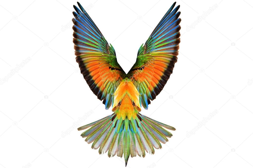 colored wings on a white background