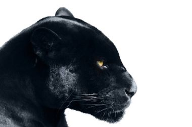 Beyaz bir arka plan üzerinde siyah Panter