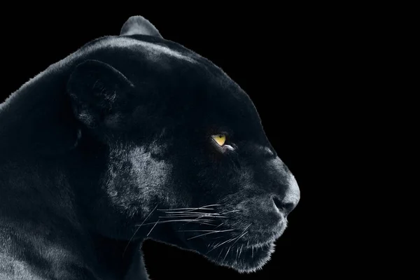 Jaguar negro sobre fondo negro — Foto de Stock