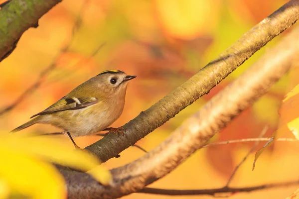 Feuilles d'automne sur les feuilles et oiseau chanteur — Photo