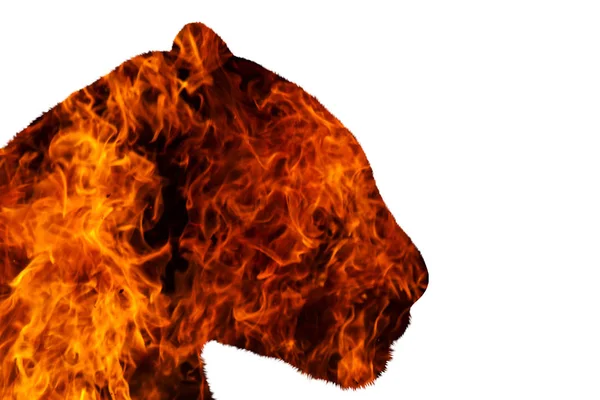 白い背景の上に火でジャガー — ストック写真