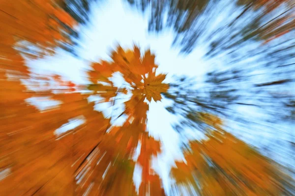 Listy na podzim ze stromů v lese — Stock fotografie