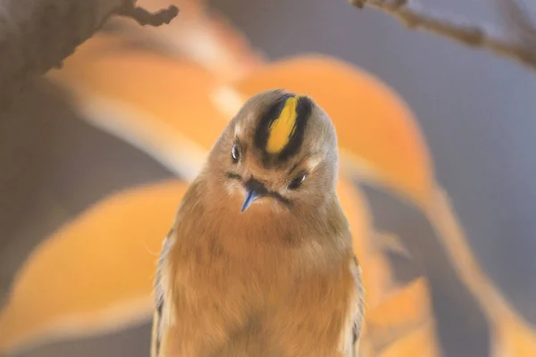 Pěkná tlama ptáci s žlutým hřeben — Stock fotografie