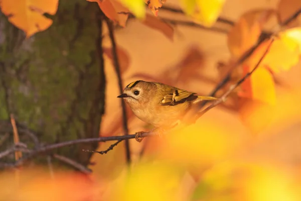 Kleiner Vogel inmitten der Herbstfarben des wilden Waldes — Stockfoto