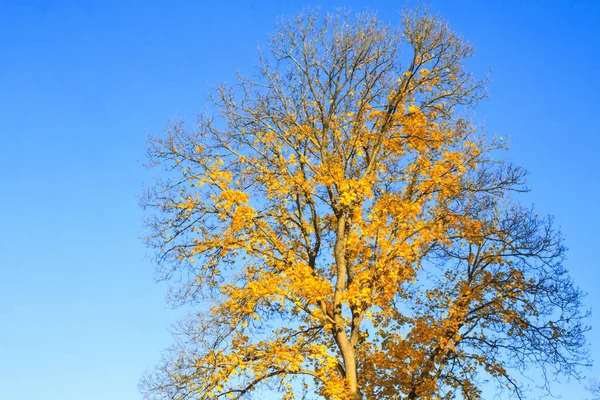 Baum mit gelben Blättern am Hintergrund des Himmels — Stockfoto