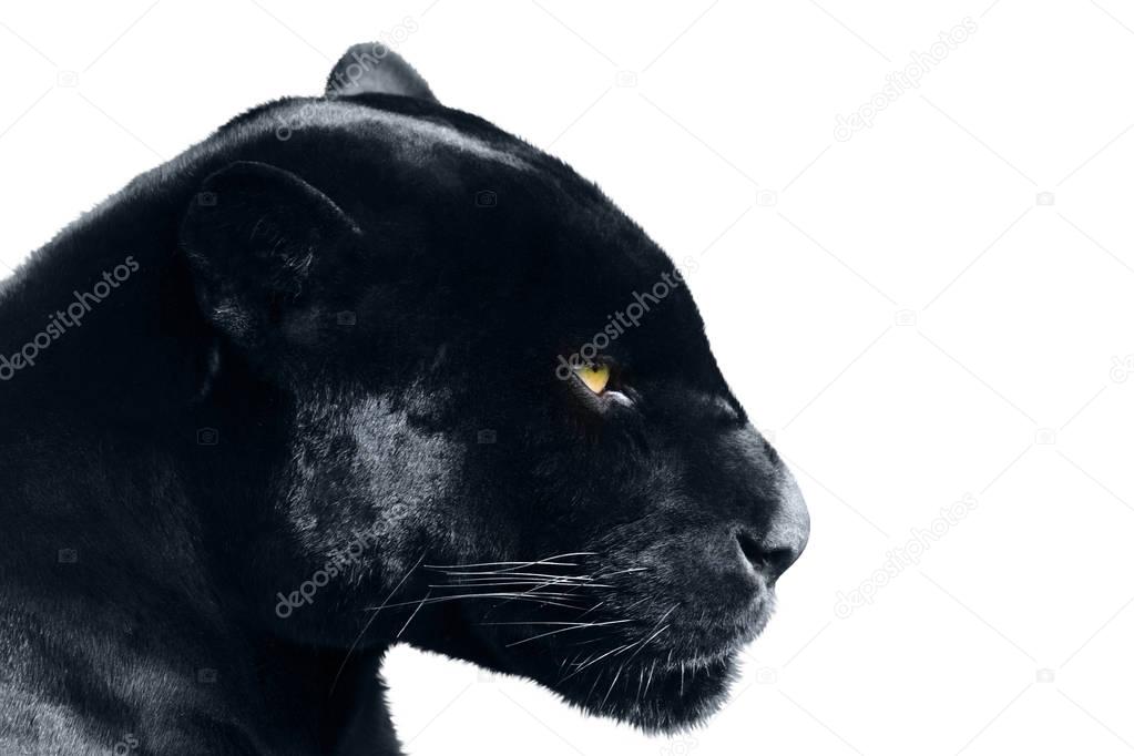 black panther on a white background