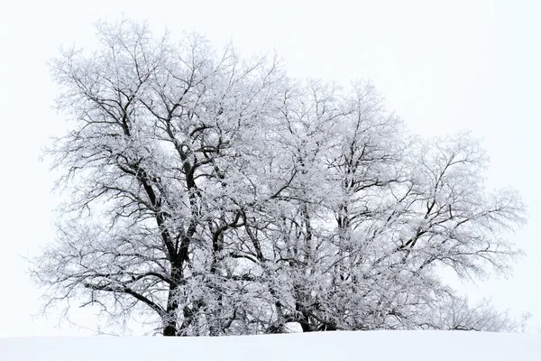 Black trees covered with white frost — Stock Photo, Image