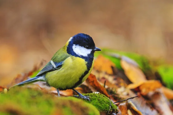 Ptak lasu wśród kolorów w lesie jesienią — Zdjęcie stockowe