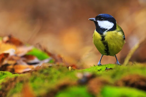 Sýkora koňadra mezi barvami podzimní les — Stock fotografie