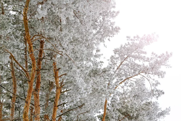 Pine forest covered with morning frost with sunny hotspot — Stock Photo, Image