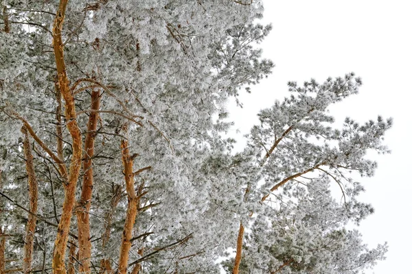 Las sosnowy, pokryte szronem rano — Zdjęcie stockowe