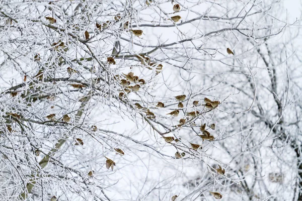 Sparrows in the winter morning sit on the branches with frost — Stock Photo, Image