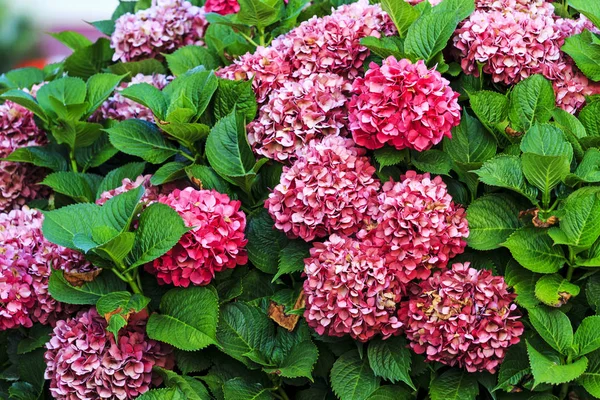 Virágai rózsaszín Hortenzia — Stock Fotó