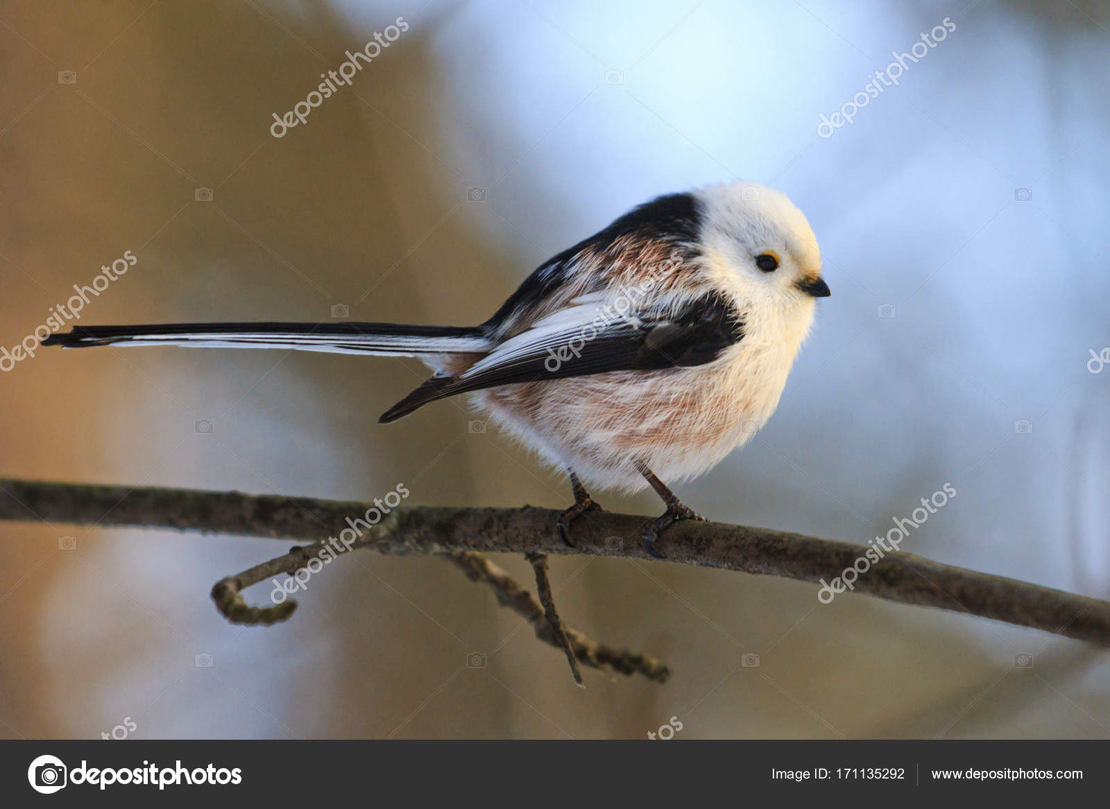 Petit Oiseau Avec Une Longue Queue Photographie Drakuliren