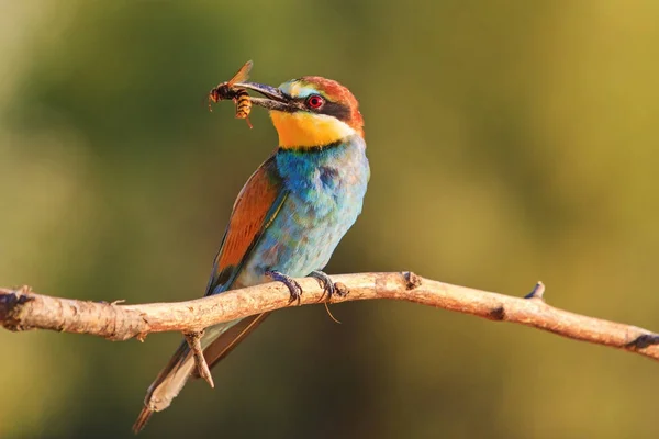 Egzotikus madár a hornets a csőr, a naplemente — Stock Fotó