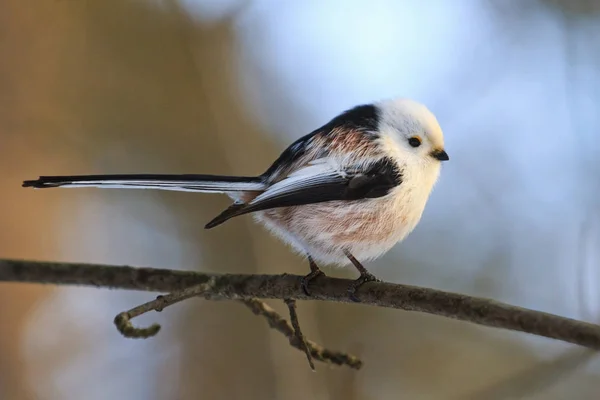 Petit oiseau à longue queue — Photo