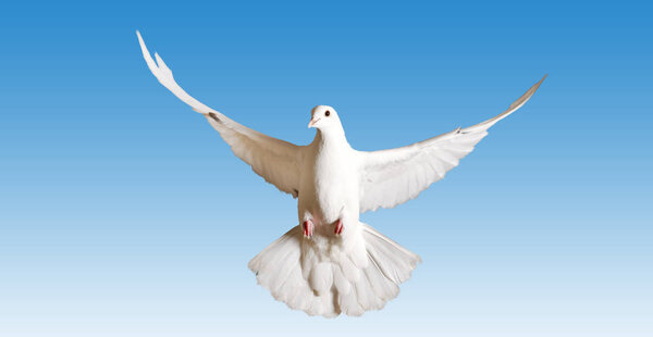 white pigeon symbol of the peace flies on the blue sky