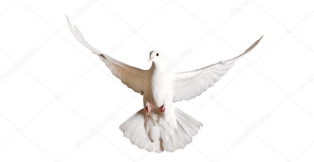 white pigeon flying isolated on a white background