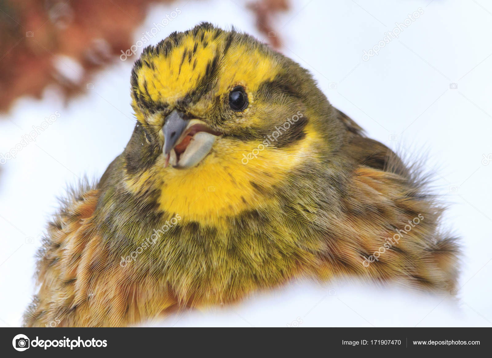 Oiseau Jaune Avec Une Drôle De Tête Dans La Neige