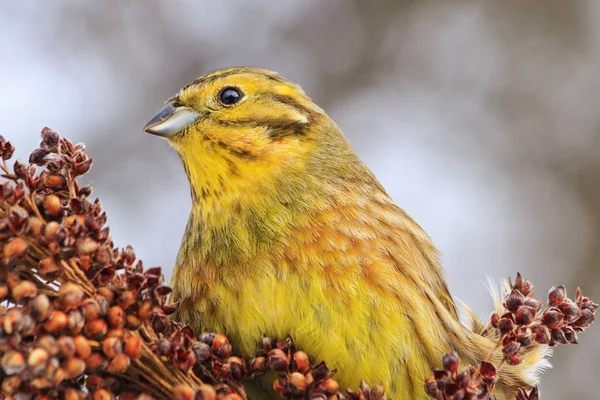 Schöner gelber Vogel an einem Wintertag — Stockfoto