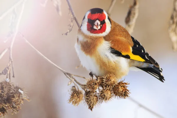 Pássaro goldfinch com uma máscara vermelha — Fotografia de Stock