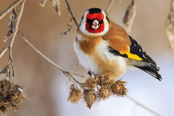 Pássaro com uma máscara vermelha senta-se em uma planta seca — Fotografia de Stock