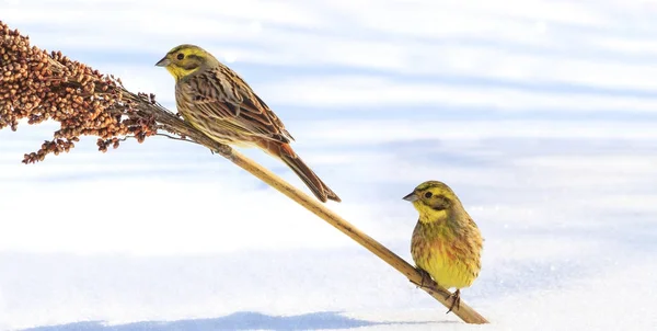Sert karlı kış kuşlar hayatta — Stok fotoğraf