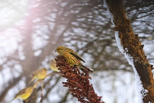Mrazivý den a žlutý pták sedí na větvích — Stock fotografie