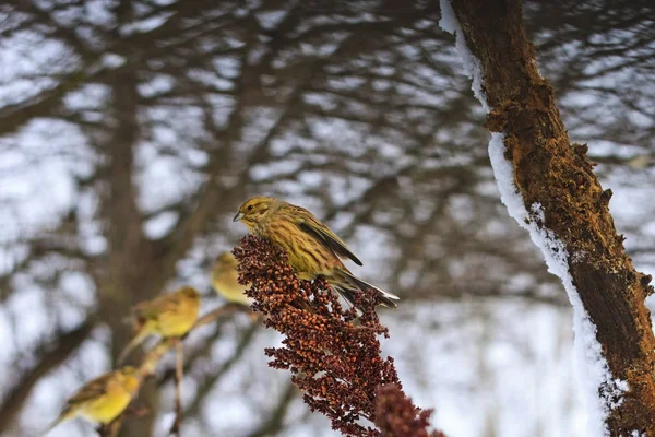 Día helado y pájaros amarillos en busca de protección en las coronas de los árboles — Foto de Stock