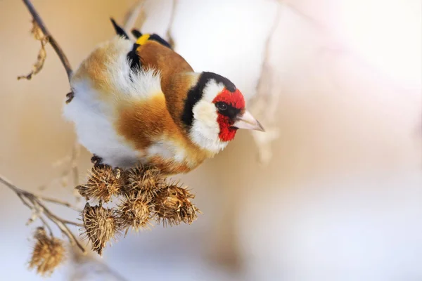 Goldfinch comer sementes de bardana em um dia ensolarado de inverno — Fotografia de Stock