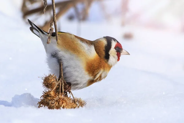 Goldfinch tryckte snön av ullig kardborre frön — Stockfoto