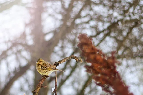 Pássaro solitário no inverno dia frio com hotspot ensolarado — Fotografia de Stock