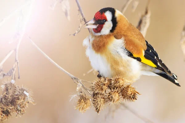 Wildfarbener Vogel sitzt am Wintermorgen auf einem trockenen Stamm — Stockfoto