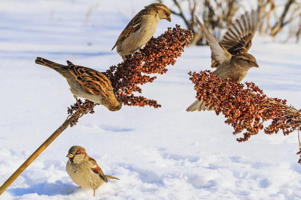 Sparvar en snöig solig dag äta frön — Stockfoto