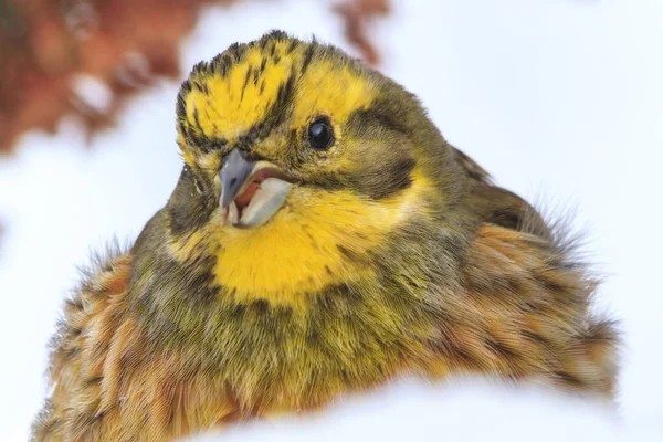 Gelber Vogel mit lustigem Gesicht im Schnee — Stockfoto