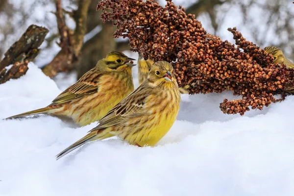 Yellowhammer de neige à la recherche de nourriture pour survivre — Photo