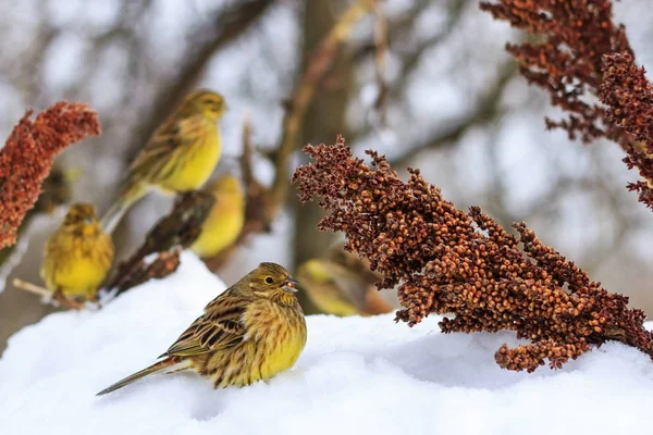 Yellowhammers 在多云的日子里吃高粱 — 图库照片