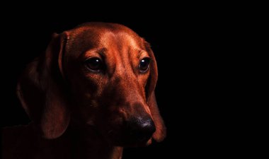 Sarı bir köpek toprak 2018