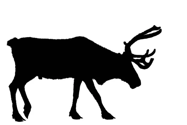 Deer black on white — Stock Photo, Image